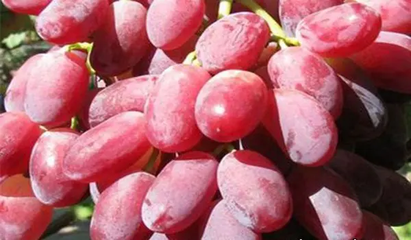 Disease resistant grape varieties with photo