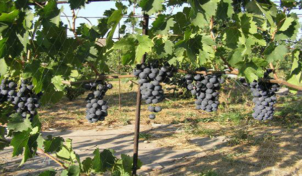 Disease resistant grape varieties with photo