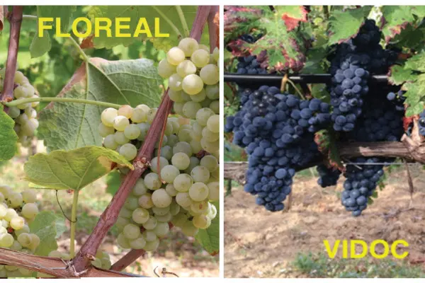 Disease resistant grape varieties with photo