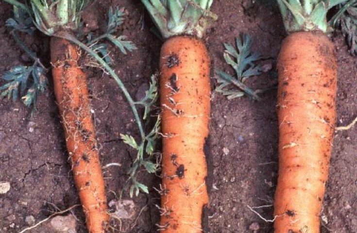 Diseases and pests of carrots and their control - plodovie.ru