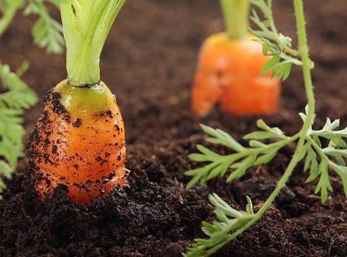 Diseases and pests of carrots and their control - plodovie.ru