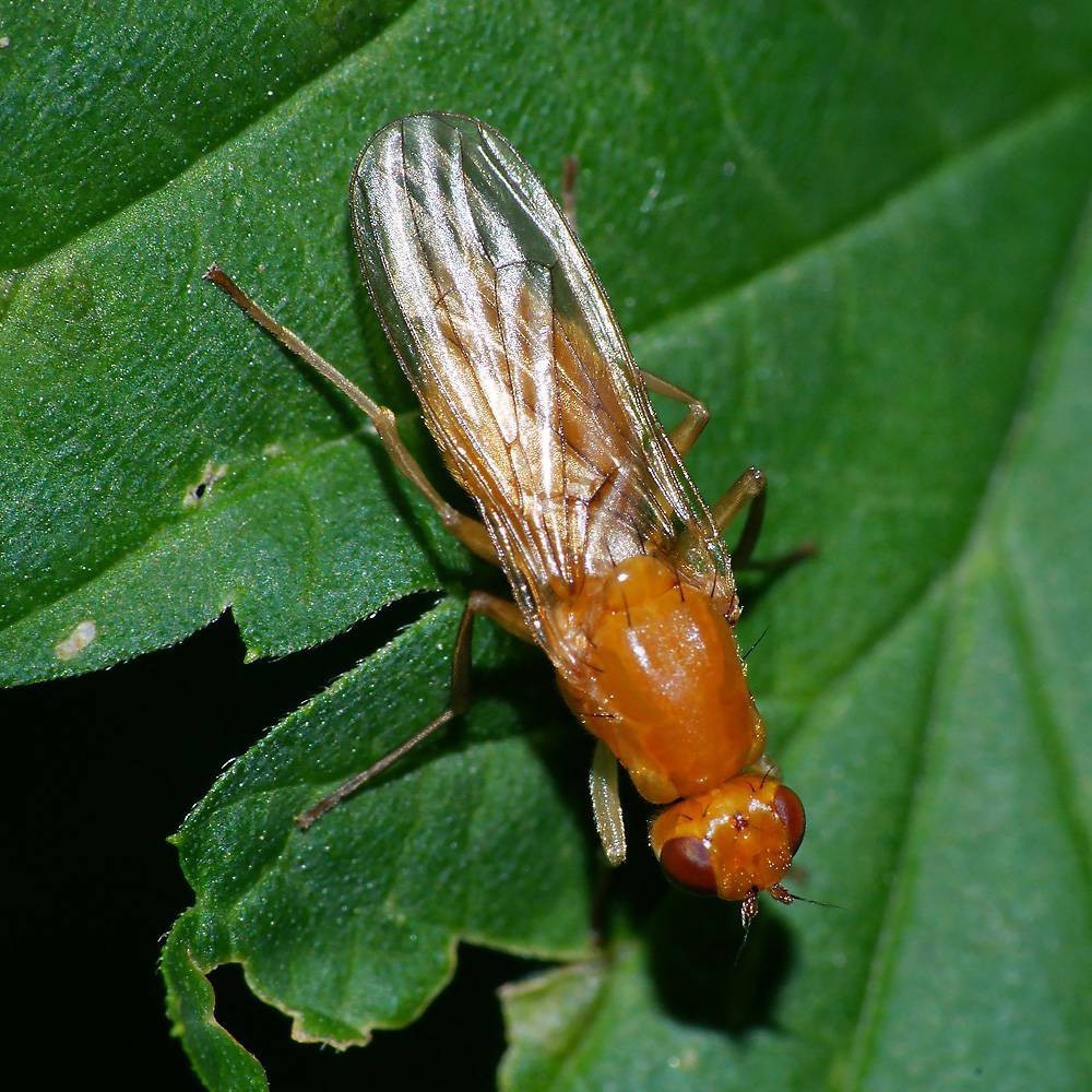 Diseases and pests of carrots and their control - plodovie.ru