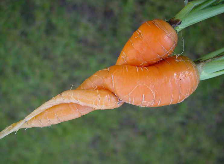 Diseases and pests of carrots and their control - plodovie.ru