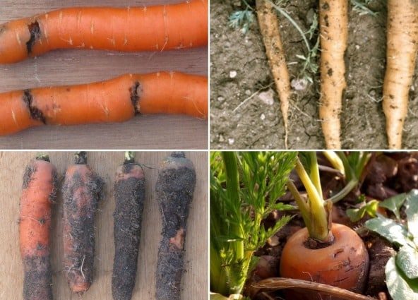 Diseases and pests of carrots and their control &#8211; plodovie.ru