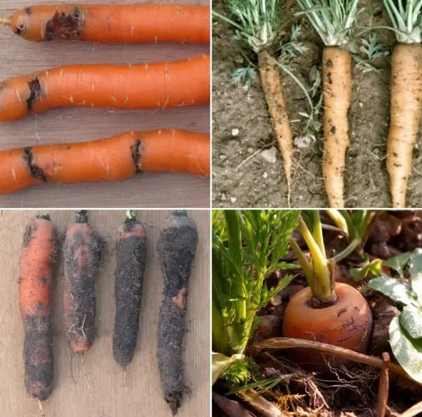 Diseases and pests of carrots and their control &#8211; plodovie.ru