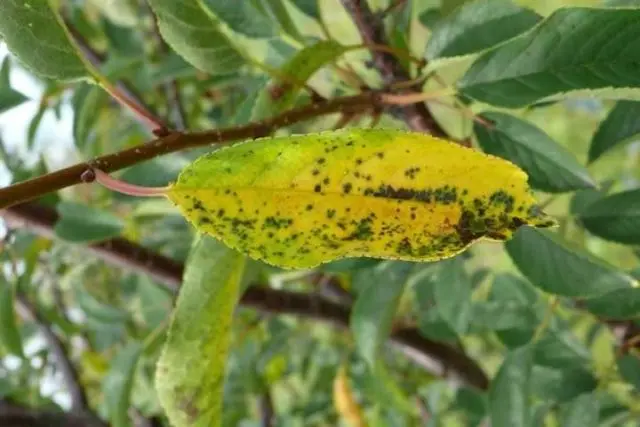 Diseases and pests of cherries and the fight against them: photos, how to treat in the suburbs and regions