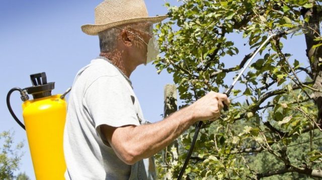 Diseases and pests of cherries and the fight against them: photos, how to treat in the suburbs and regions