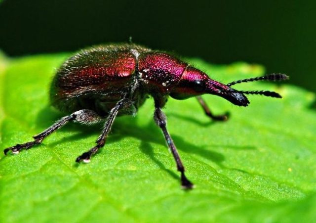 Diseases and pests of cherries and the fight against them: photos, how to treat in the suburbs and regions