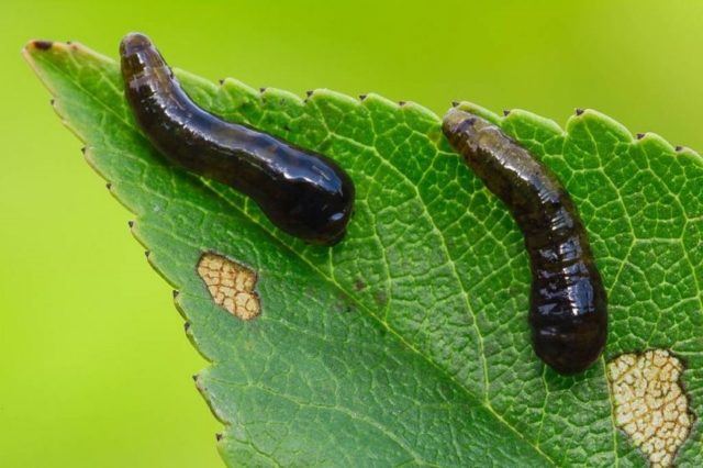 Diseases and pests of cherries and the fight against them: photos, how to treat in the suburbs and regions