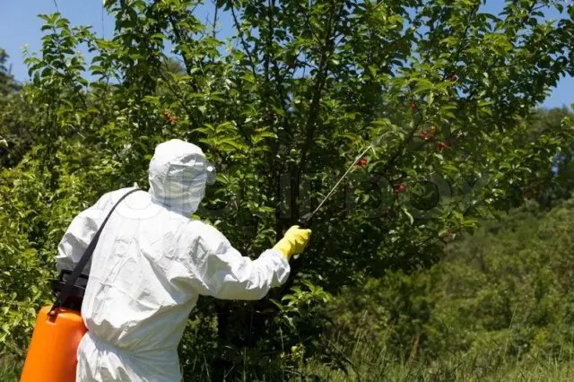 Diseases and pests of cherries and the fight against them: photos, how to treat in the suburbs and regions