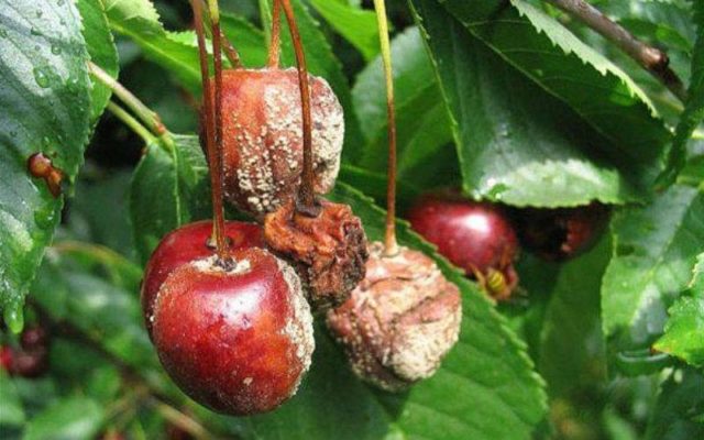 Diseases and pests of cherries and the fight against them: photos, how to treat in the suburbs and regions