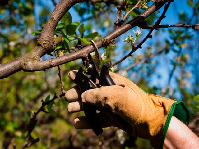 Diseases and pests of cherries and the fight against them: photos, how to treat in the suburbs and regions