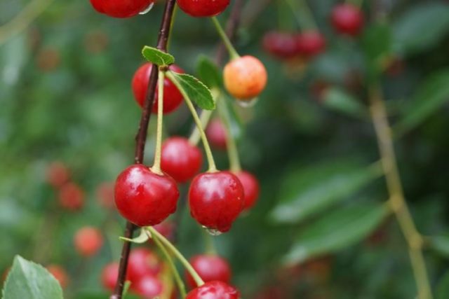 Diseases and pests of cherries and the fight against them: photos, how to treat in the suburbs and regions