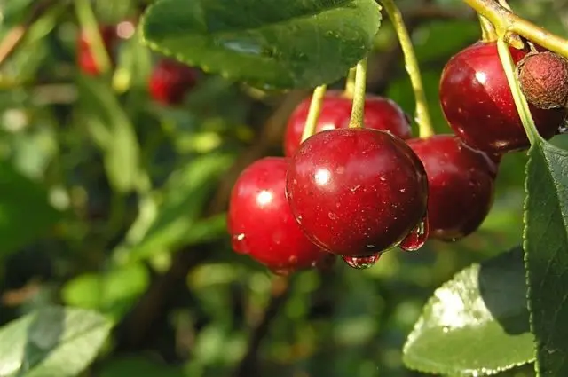 Diseases and pests of cherries and the fight against them: photos, how to treat in the suburbs and regions