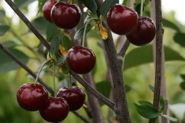 Diseases and pests of cherries and the fight against them: photos, how to treat in the suburbs and regions