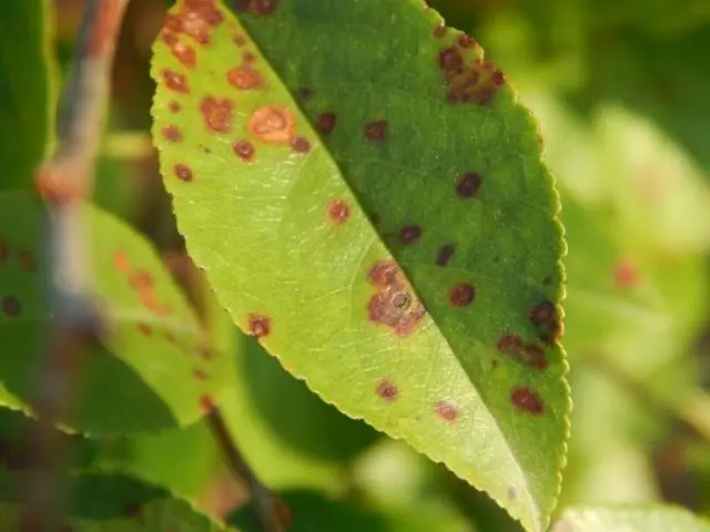 Diseases and pests of cherries and the fight against them: photos, how to treat in the suburbs and regions