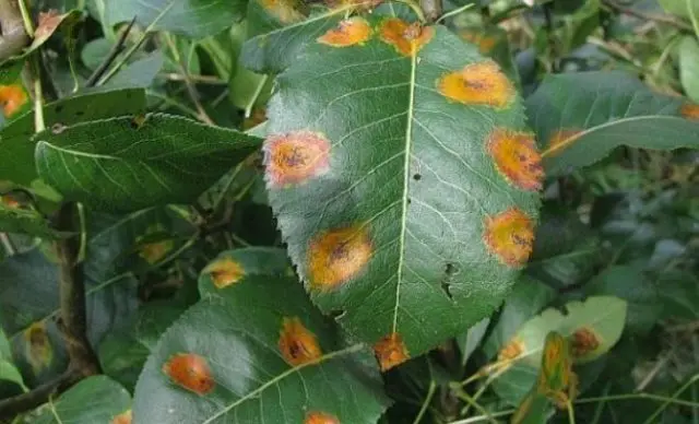 Diseases and pests of cherries and the fight against them: photos, how to treat in the suburbs and regions