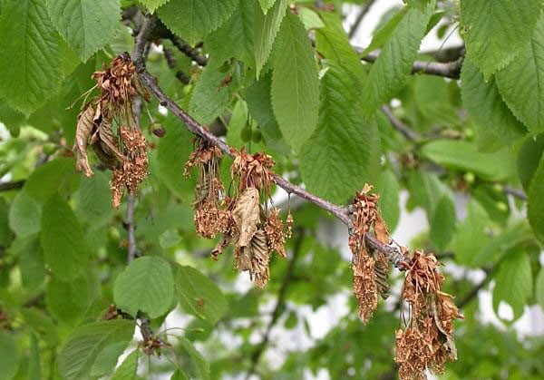 Diseases and pests of cherries: description with photos