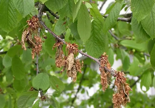 Diseases and pests of cherries: description with photos