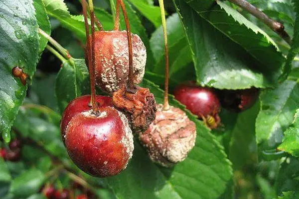 Diseases and pests of cherries: description with photos