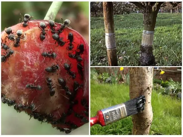 Diseases and pests of cherries: description with photos