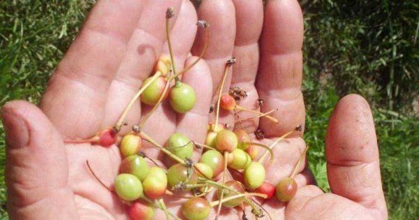 Diseases and pests of cherries: description with photos