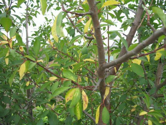 Diseases and pests of cherries: description with photos