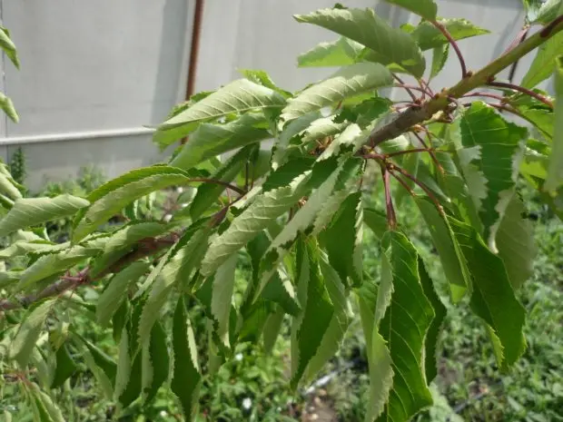 Diseases and pests of cherries: description with photos