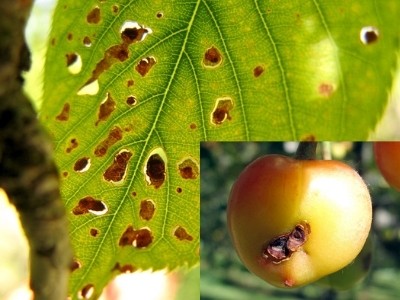 Diseases and pests of cherries: description with photos