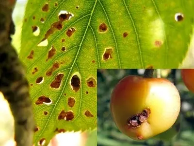 Diseases and pests of cherries: description with photos