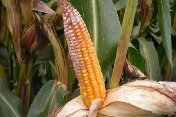 Diseases and pests of corn