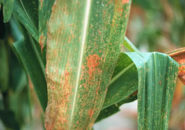 Diseases and pests of corn