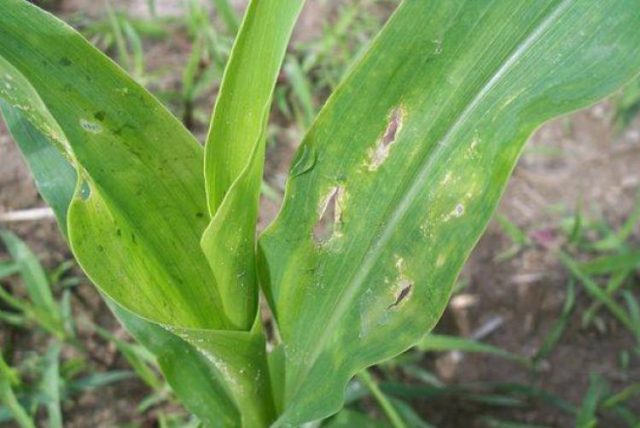 Diseases and pests of corn