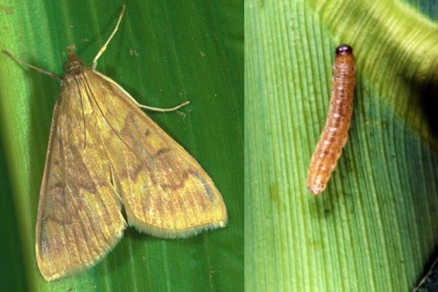 Diseases and pests of corn