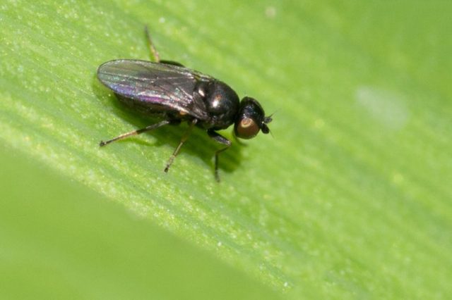 Diseases and pests of corn