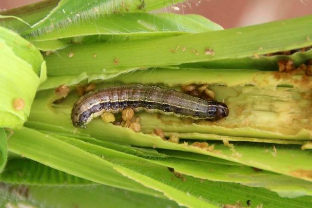 Diseases and pests of corn