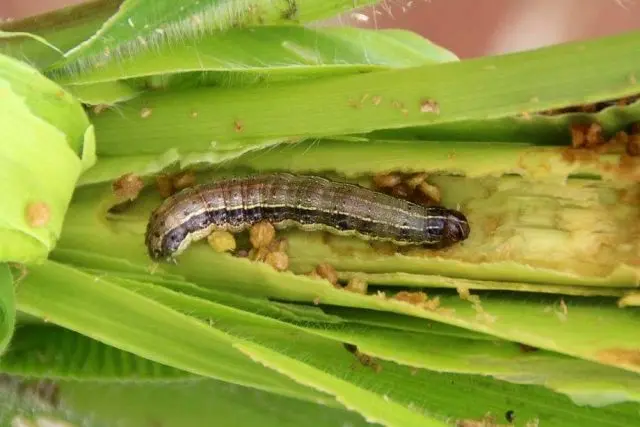 Diseases and pests of corn