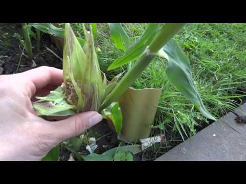 Diseases and pests of corn