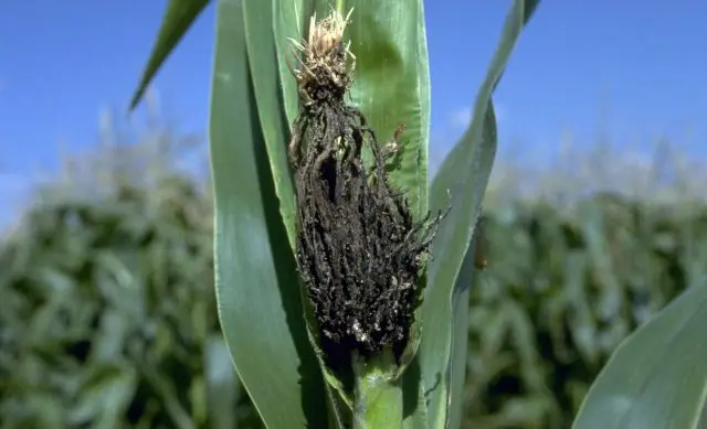 Diseases and pests of corn