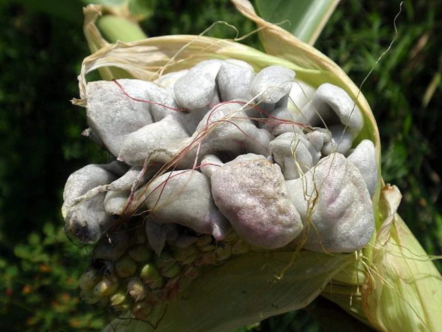 Diseases and pests of corn