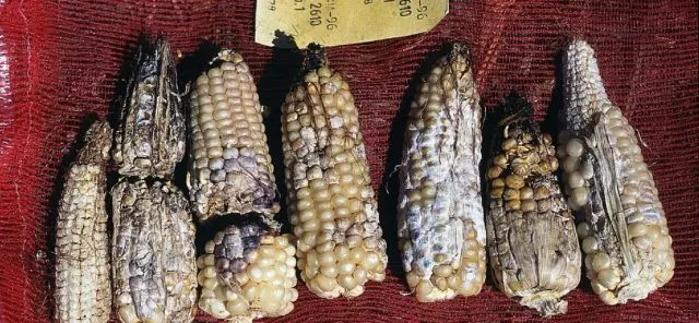 Diseases and pests of corn