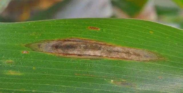 Diseases and pests of corn