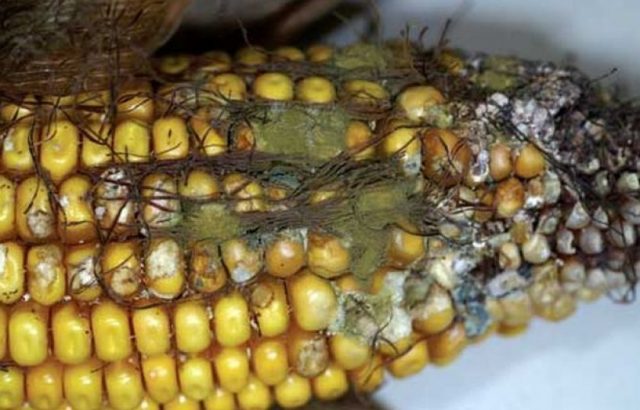 Diseases and pests of corn