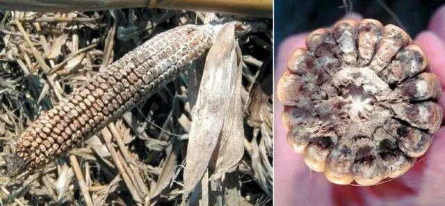 Diseases and pests of corn