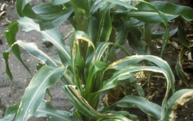 Diseases and pests of corn