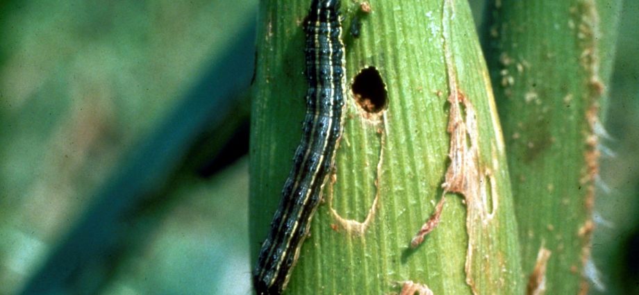 Diseases and pests of corn