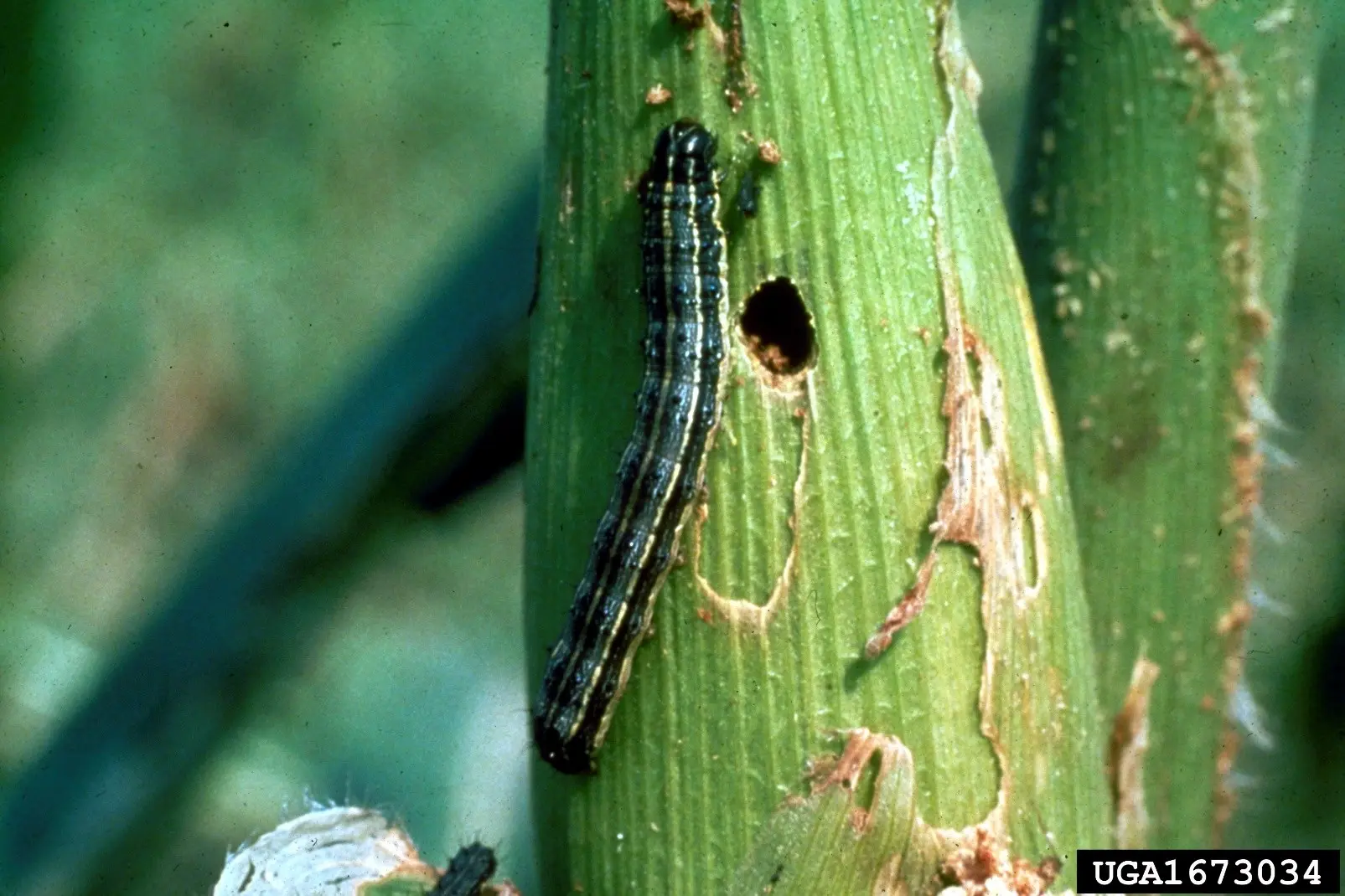 Diseases and pests of corn