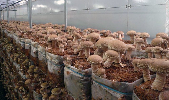 Diseases and pests of fungi: description and methods of control