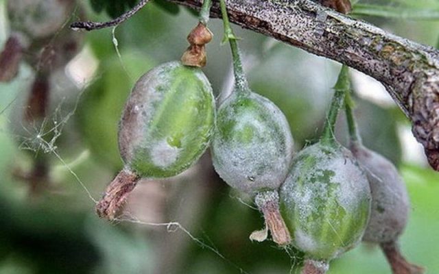 Diseases and pests of gooseberries: methods of treatment: photos, processing in spring, summer and autumn