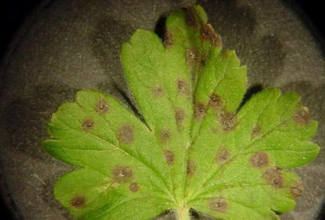 Diseases and pests of gooseberries: methods of treatment: photos, processing in spring, summer and autumn